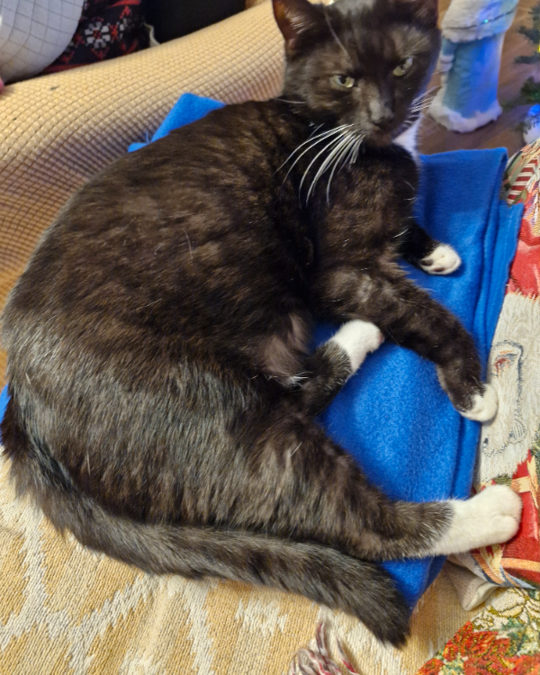 Missing Cat - Dessau-Roßlau