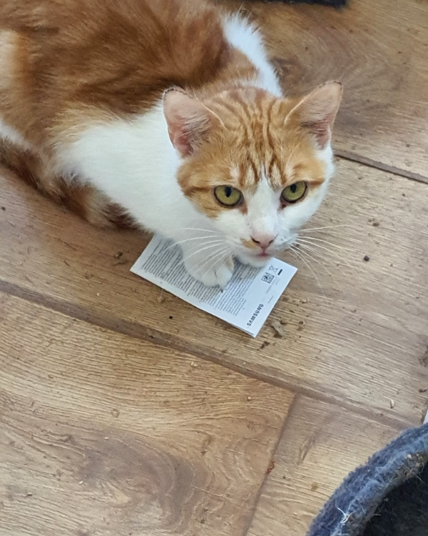 Missing Cat - Falkenberg/Elster