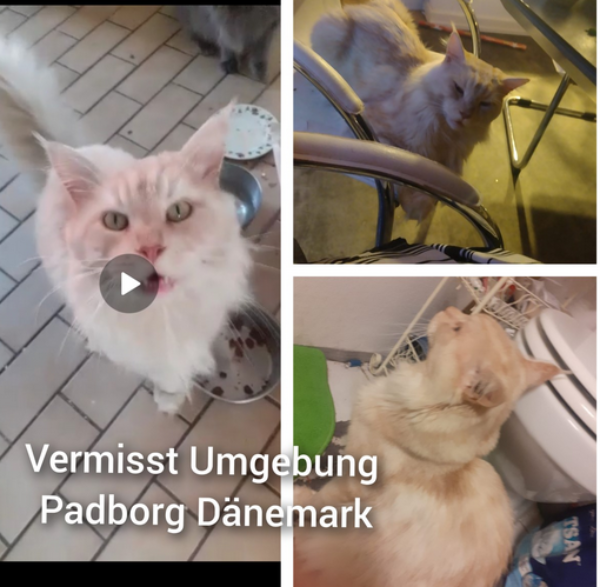 Missing Cat - Padborg