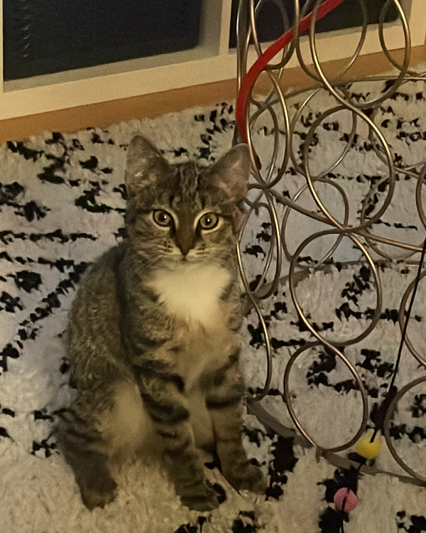 Found Cat - Hildesheim