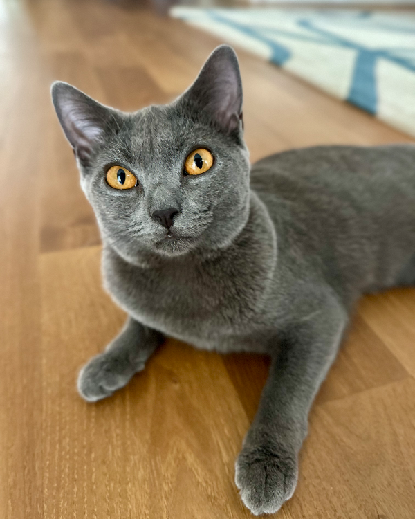 Found Cat - Frankfurt am Main