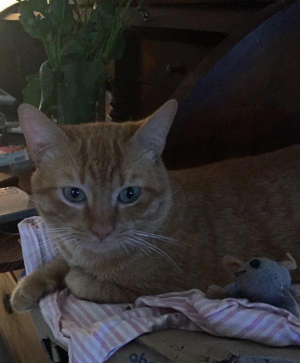 Found Cat - Fürstenberg/Havel