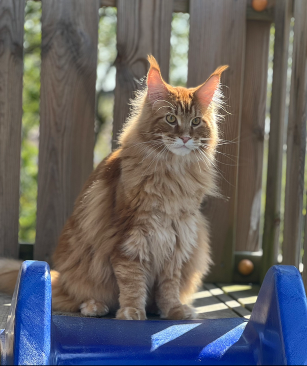 Found Cat - FL Weiche Gartenstadt