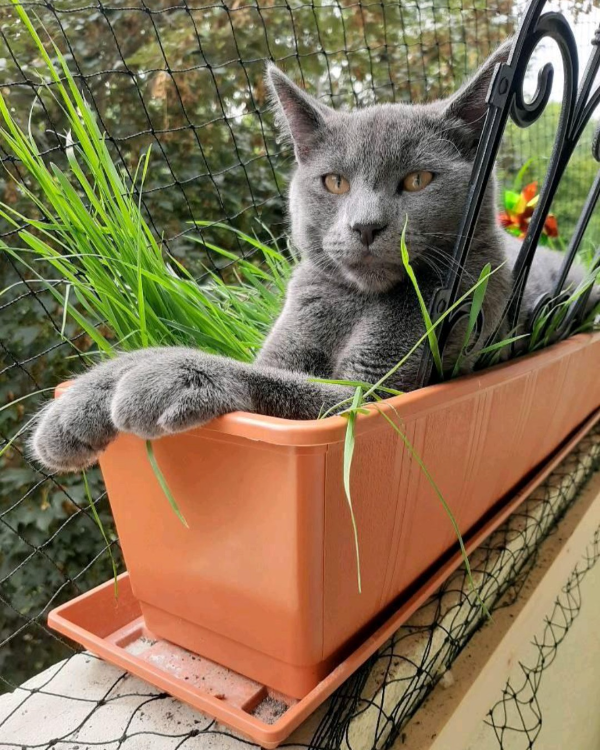 Found Cat - Petersdorf 