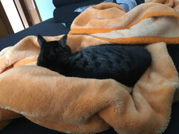 Missing Cat - Bad Gottleuba-Berggießhübel