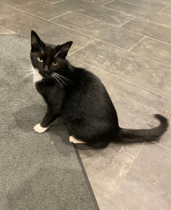 Found Cat - Hersbruck