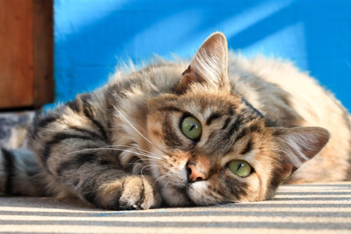 Missing Cat - Gräfenhainichen