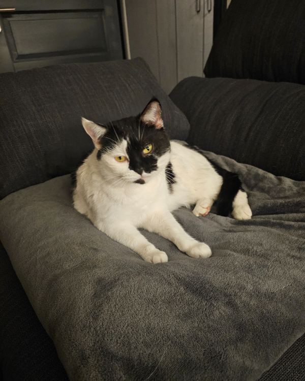 Missing Cat - Großhaslach 