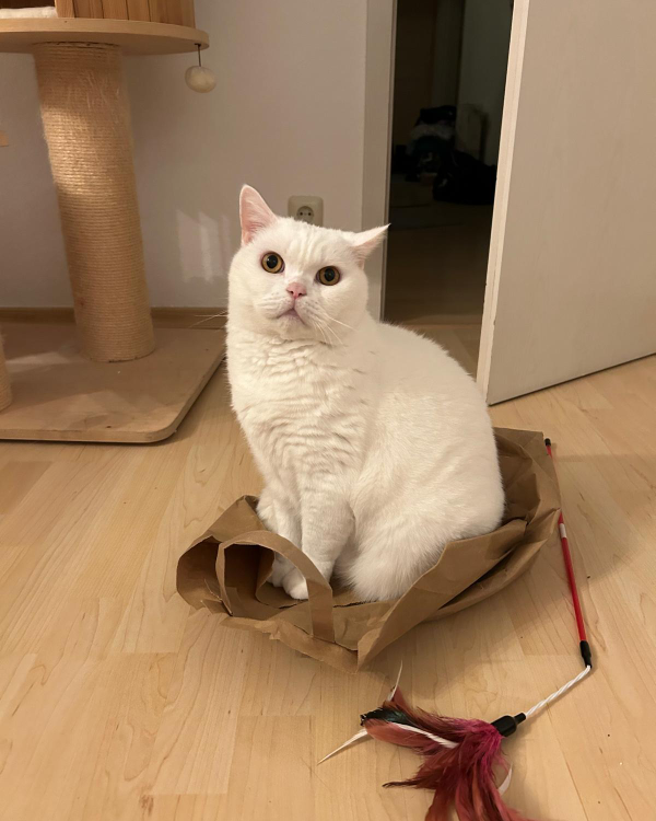 Found Cat - Bruchköbel