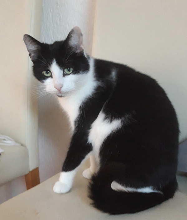 Missing Cat - Kindelbrück