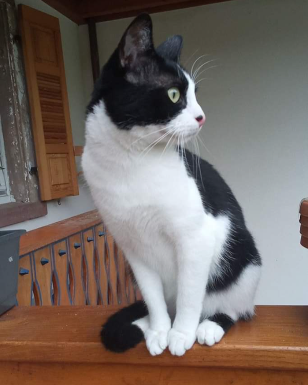 Missing Cat - Zell am Harmersbach