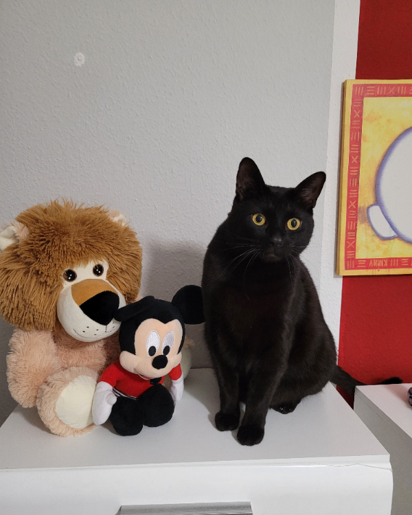 Missing Cat - Dessau-Roßlau