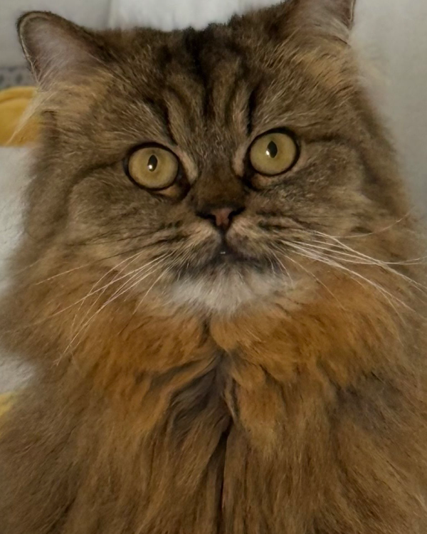 Found Cat - Gärtringen