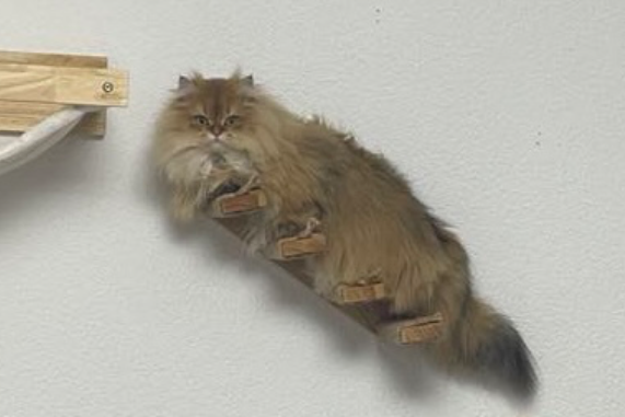 Missing Cat - Eberbach