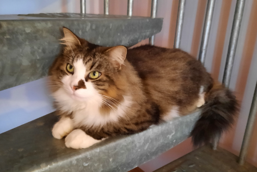 Missing Cat - Kappelrodeck