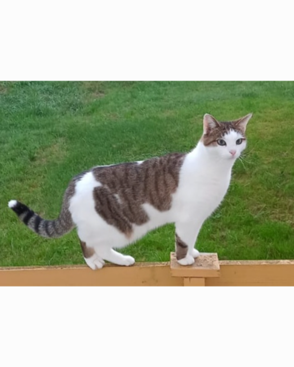 Missing Cat - Saal an der Donau