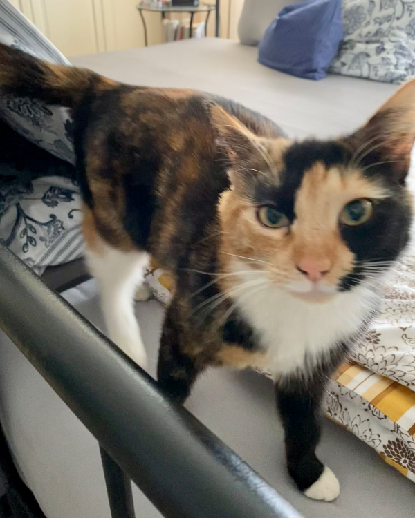 Found Cat - Würselen