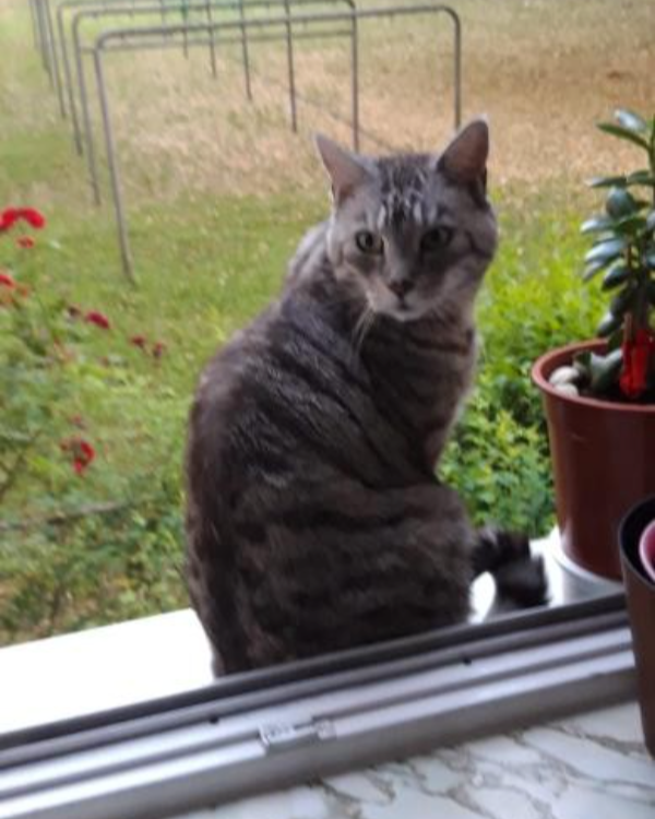 Found Cat - Wertheim