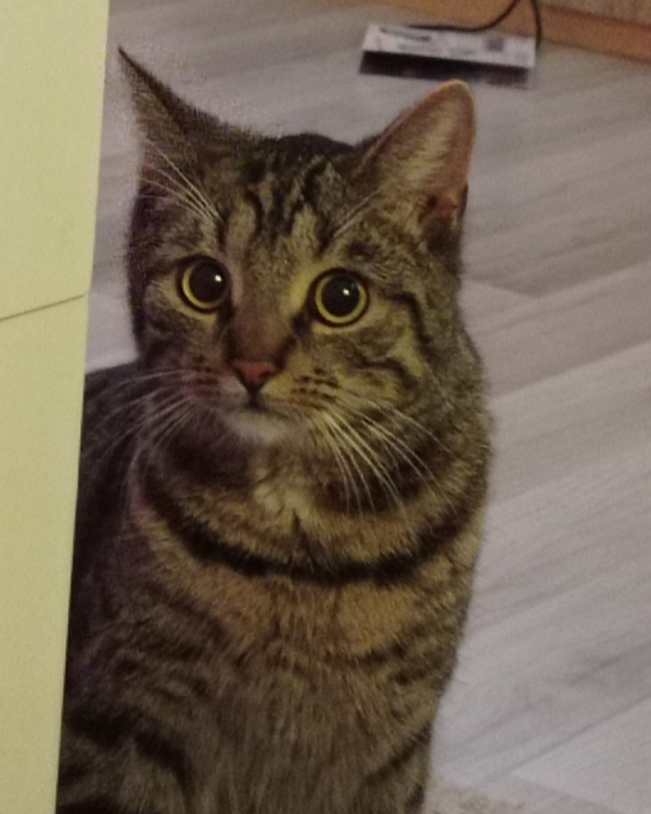 Missing Cat - Liebenwalde