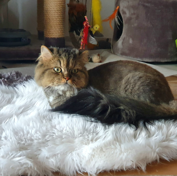 Missing Cat - Kleinrheinfeld