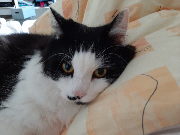 Missing Cat - Altenbeken