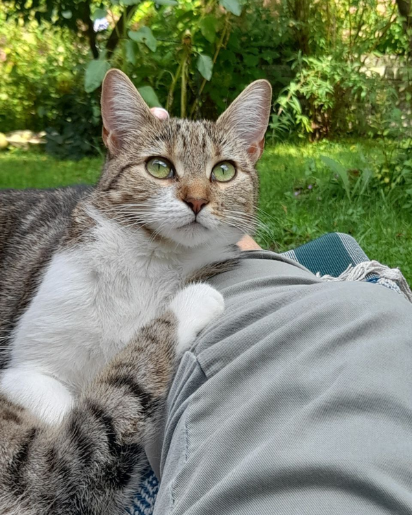 Missing Cat - Netphen