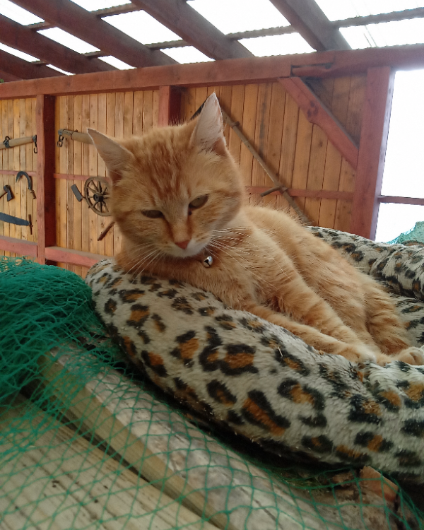 Missing Cat - schwobfeld