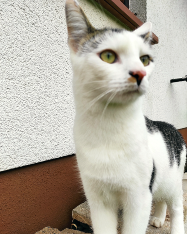 Missing Cat - Partenstein