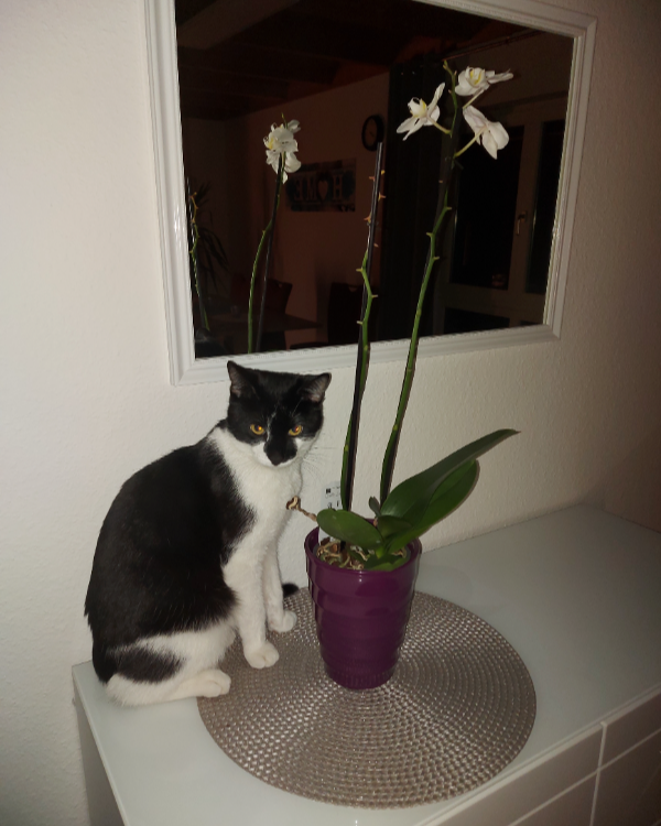 Missing Cat - Wächtersbach