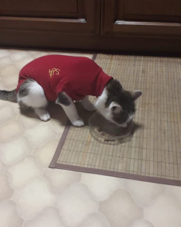 Found Cat - Niederstetten