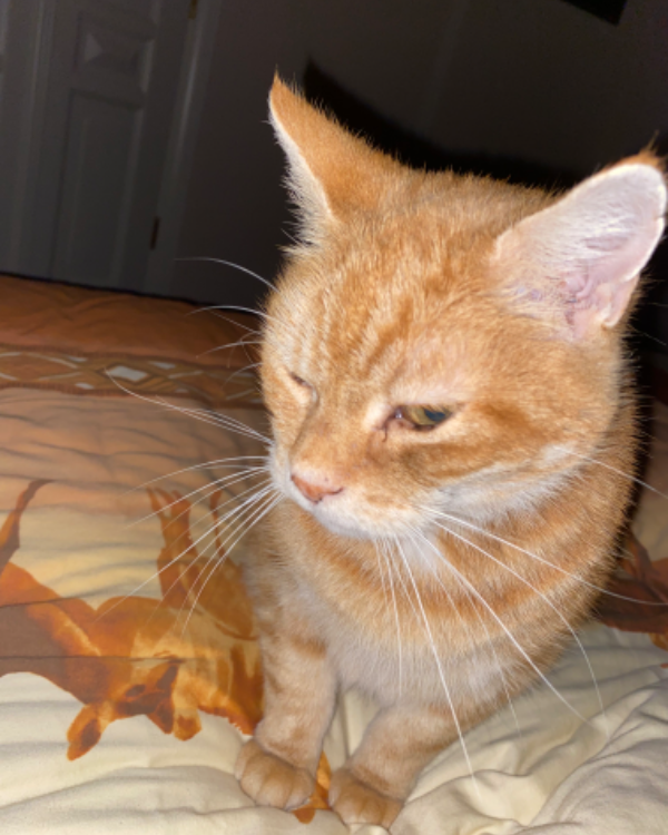 Missing Cat - Schönewalde