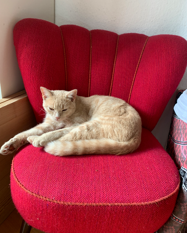 Missing Cat - Stuttgart