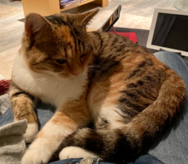 Found Cat - Flörsbachtal