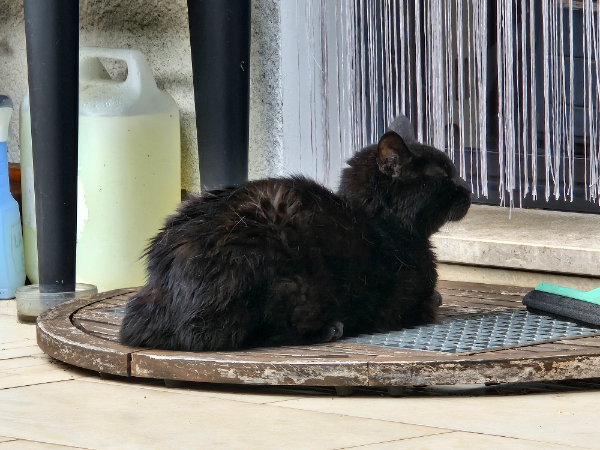 Missing Cat - Langen (Hessen)