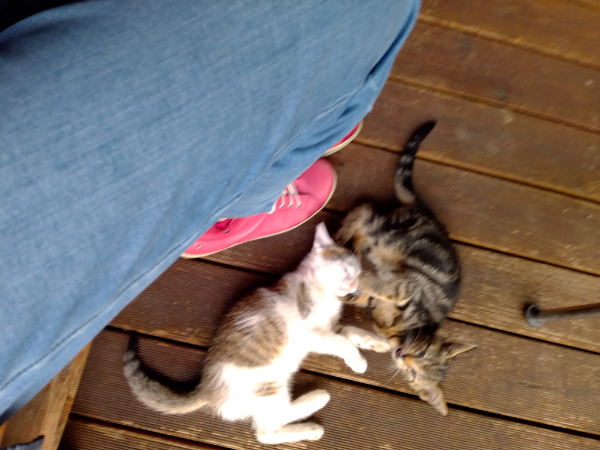 Missing Cat - Tangermünde