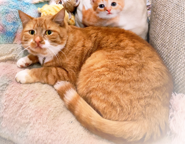 Missing Cat - Zehdenick