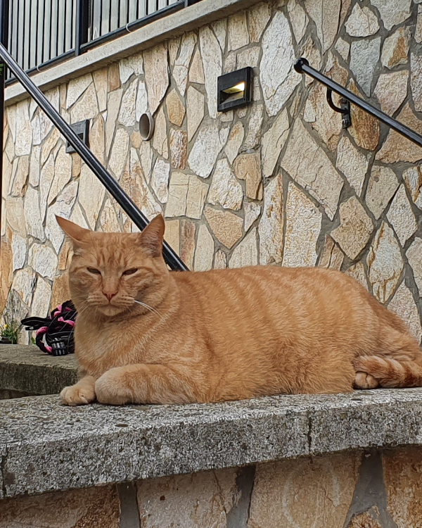 Missing Cat - Alsópáhok