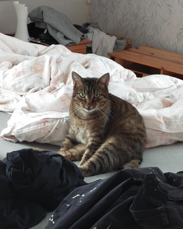 Missing Cat - Hosenfeld