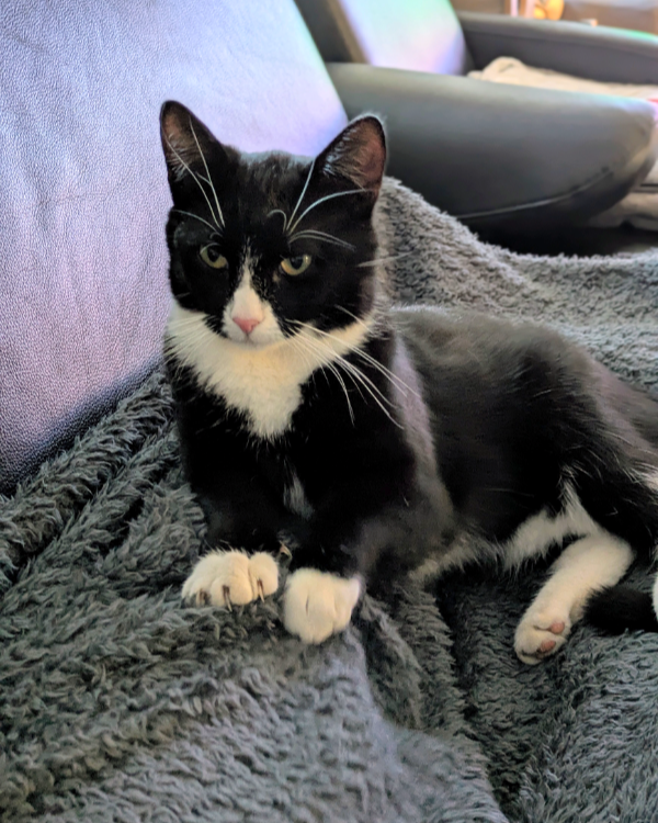 Missing Cat - Steinfeld (Oldenburg)