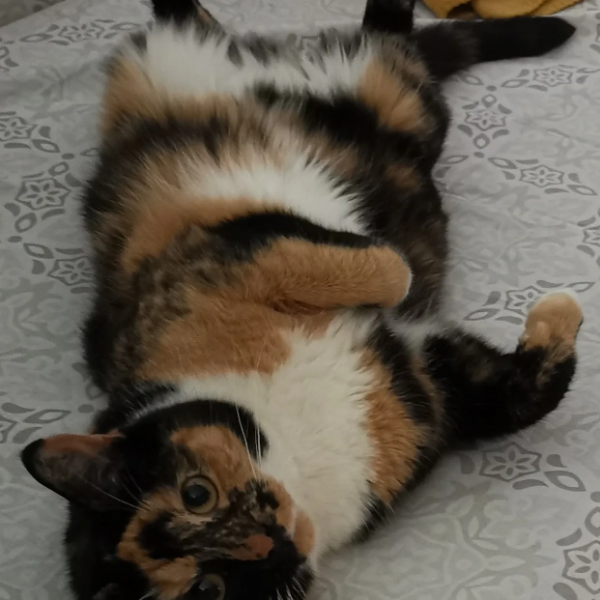 Missing Cat - Stoltebüll