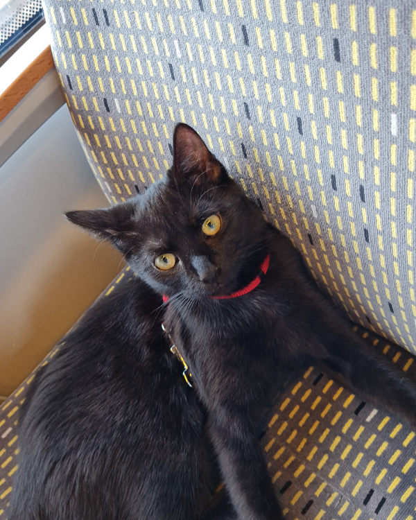 Missing Cat - 54597 Steffeln