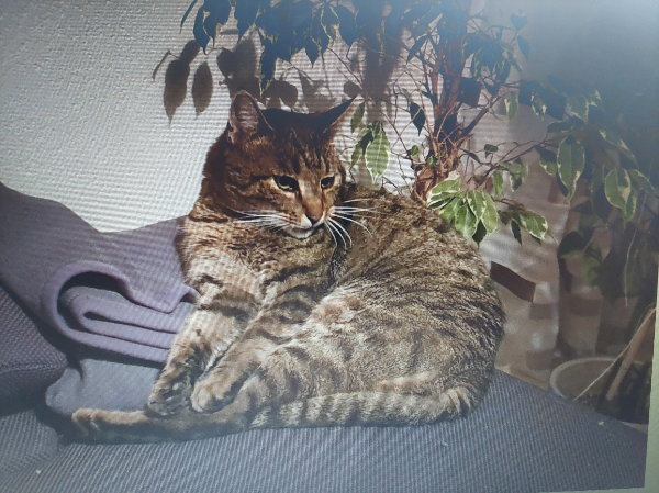 Missing Cat - Büchlberg