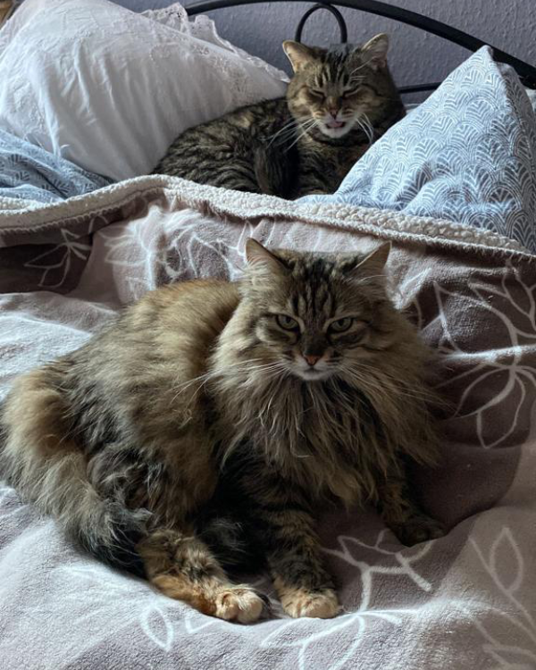 Found Cat - Winsen (Luhe)