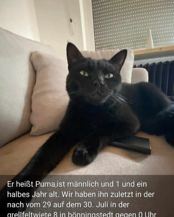 Missing Cat - Bönningstedt