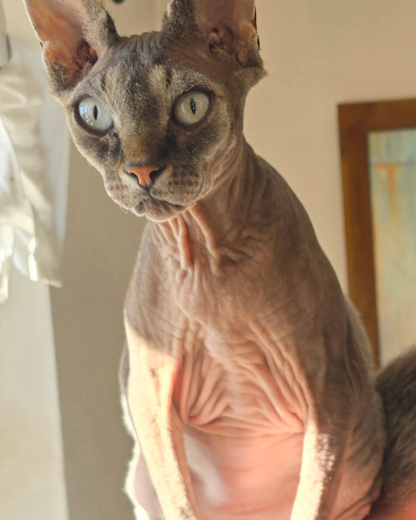 Missing Cat - Übersee