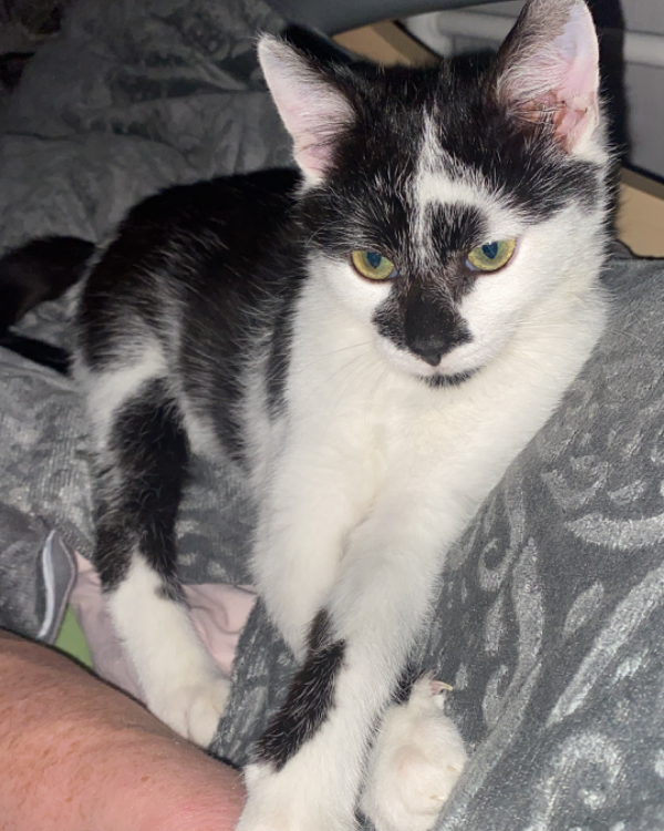 Missing Cat - Bad Langensalza