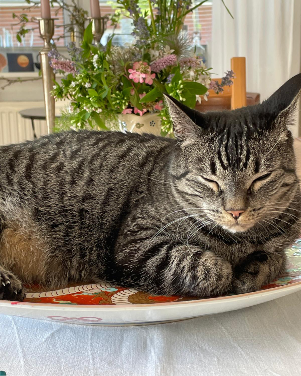 Missing Cat - Bad Oldesloe