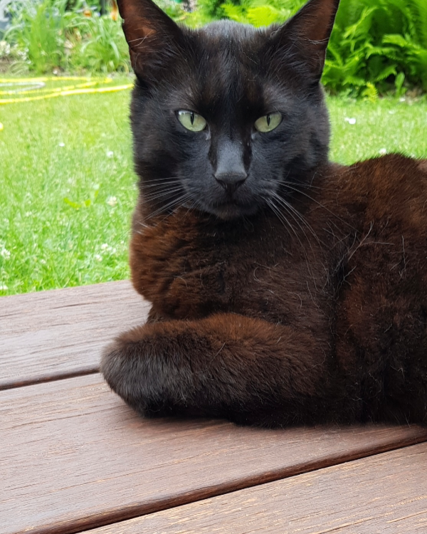 Missing Cat - Stadtsteinach