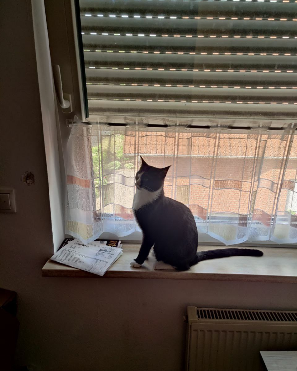 Missing Cat - Löningen