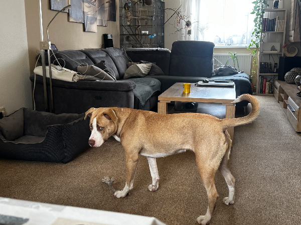 Missing Cat - Neuruppin